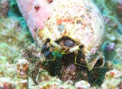 My, what big eyes you have! Hermti Crab; Sea & Sea DX8000... by Dennis Pfeffer 